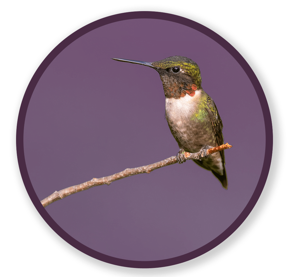 a Kalli Collective LLC purple bird on a branch circular logo for '30 days of Thanks'