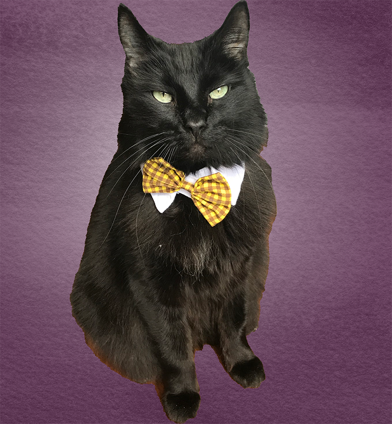Marley, Quality Pawfficer at Savvy Advisor Marketing