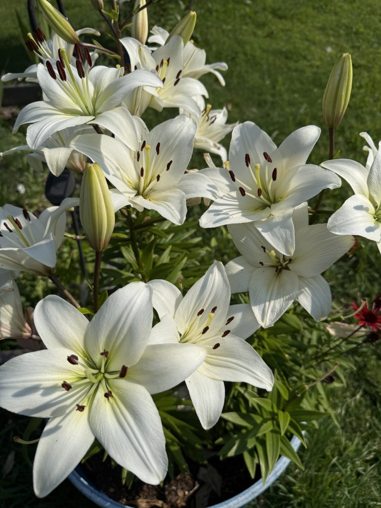 White lilies in full bloom with multiple blooms and stalks