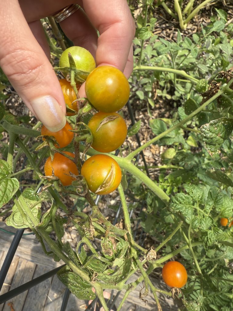 Cherry tomatoes splitting from inconsistent watering