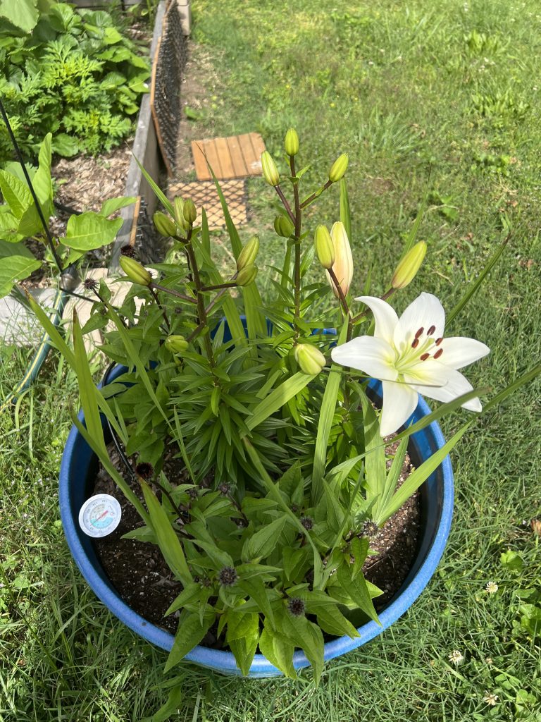 White lilies with some blooms