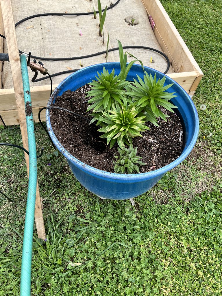 Lilies just starting to grow during year one